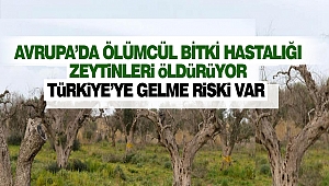 Avrupa’da Ölümcül Bitki Hastalığı Zeytinleri Öldürüyor: Türkiye’ye Gelme Riski Var