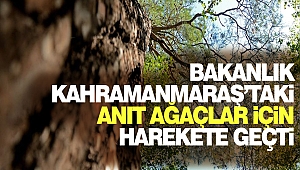 Bakanlık Kahramanmaraş’taki Anıt Ağaçlar İçin Harekete Geçti