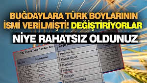 Buğdaylara Türk Boylarının İsmi Verilmişti! Değiştiriyorlar