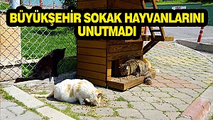 Büyükşehir Sokak Hayvanlarını Unutmadı