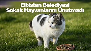 Elbistan Belediyesi Sokak Hayvanlarını Unutmadı