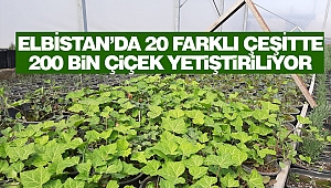 Elbistan’da 20 Farklı Çeşitte, 200 Bin Çiçek Yetiştiriliyor