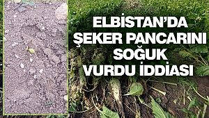 Elbistan’da Şeker Pancarını Soğuk Vurdu İddiası