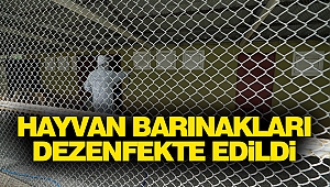 Hayvan Barınakları Dezenfekte Edildi