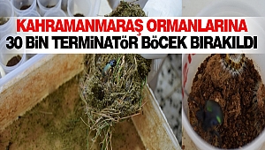 Kahramanmaraş Ormanlarına 30 Bin Terminatör Böcek Bırakıldı