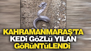 Kahramanmaraş’ta Kedi Gözlü Yılan Görüntülendi