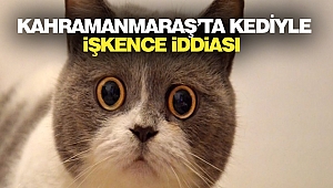 Kahramanmaraş’ta Kediyle İşkence İddiası