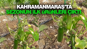 Kahramanmaraş’ta Sezonun İlk Ürünleri Çıktı