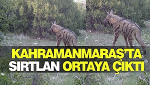 Kahramanmaraş'ta Sırtlan Ortaya Çıktı