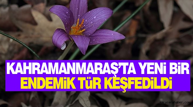Kahramanmaraş'ta Yeni Bir Endemik Tür Keşfedildi
