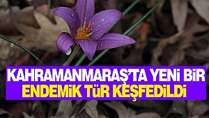 Kahramanmaraş'ta Yeni Bir Endemik Tür Keşfedildi