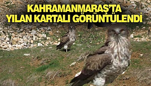 Kahramanmaraş’ta Yılan Kartalı Görüntülendi