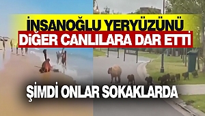 Mahir Ünal: İnsanoğlu Yeryüzünü Diğer Canlılara Dar Etti