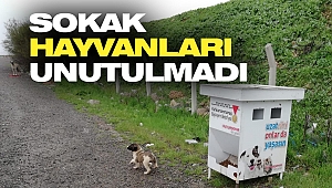 Sokak Hayvanları Unutulmadı
