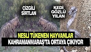 Türkiye’de Nesli Tükenmekte Olan Vahşi Hayvanlar Kahramanmaraş’ta Ortaya Çıkıyor