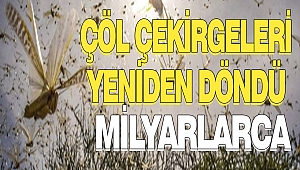 Çöl Çekirgeleri Yeniden Döndü
