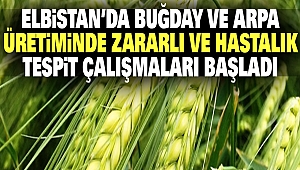 Elbistan’da Buğday Ve Arpa Üretiminde Zararlı Ve Hastalık Tespit Çalışmaları Başladı