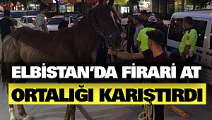 Elbistan'da Firari At Ortalığı Karıştırdı
