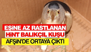 Eşine Az Rastlanan Hint Balıkçıl Kuşu Afşin’de Ortaya Çıktı