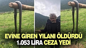 Evine Giren Yılanı Öldürdü Diye 1.053 Lira Ceza Yedi