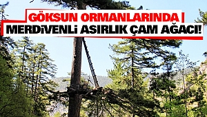 Göksun Ormanlarında Merdivenli Asırlık Çam Ağacı!