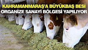 Kahramanmaraş’a Yapılacak Büyükbaş Besi Organize Sanayi Bölgesi İçin Onay
