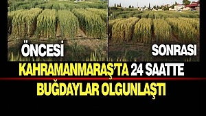 Kahramanmaraş’ta 24 Saatte Buğdaylar Olgunlaştı