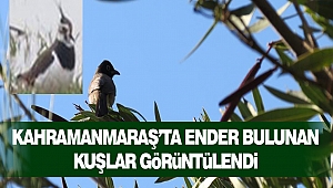 Kahramanmaraş’ta Ender Bulunan Kuşlar Görüntülendi