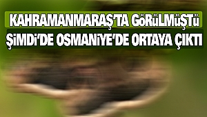 Kahramanmaraş’ta Görülmüştü, Şimdi’de Osmaniye’de Ortaya Çıktı