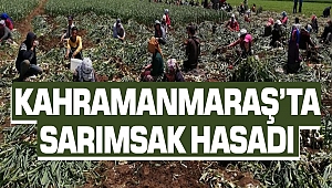Kahramanmaraş’ta Sarımsak Hasadı
