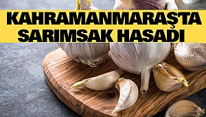 Kahramanmaraş'ta Sarımsak Hasadı