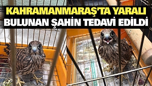Kahramanmaraş’ta Yaralı Bulunan Şahin Tedavi Edildi