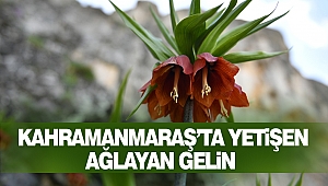 Kahramanmaraş’ta yetişen “ağlayan gelin”