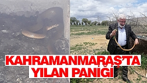 Kahramanmaraş’ta Yılan Paniği