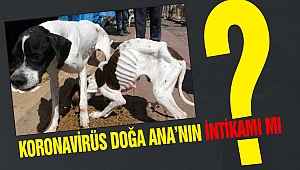 Koronavirüs Doğa Ana'nın İntikamı mı?