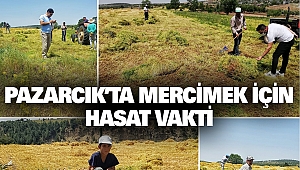Pazarcıkta Mercimek İçin Hasat Vakti