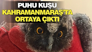 Puhu Kuşu Kahramanmaraş’ta Ortaya Çıktı