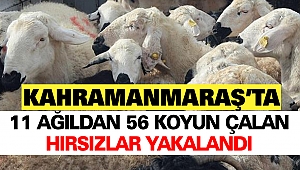 11 Ağıldan 56 Koyun Çalan Hırsızlar Yakalandı