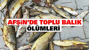 Afşin’de Toplu Balık Ölümleri