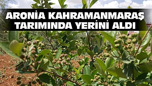 Aronia Kahramanmaraş Tarımında Yerini Aldı