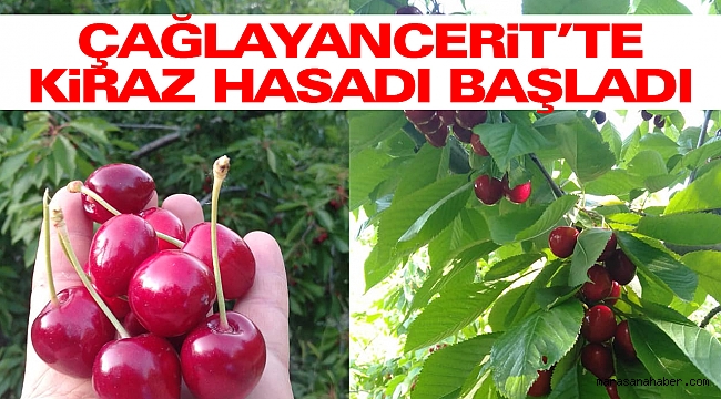 Çağlayancerit’te Kiraz Hasadı Başladı