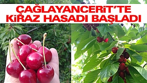Çağlayancerit’te Kiraz Hasadı Başladı