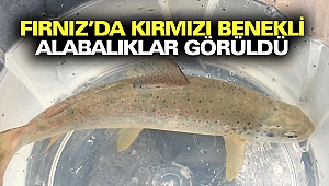Fırnız’da Kırmızı Benekli Alabalıklar Gözlemlendi