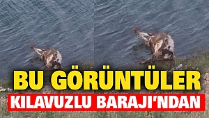 Kahramanmaraş’ta Ayakları Bağlı Hayvan Cesedi Kılavuzlu Barajı’na Atıldı