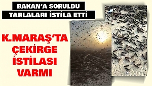 Kahramanmaraş’ta çekirge istilası varmı? Bakan’a soruldu