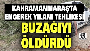 Kahramanmaraş'ta Engerek Yılanı Tehlikesi 
