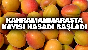 Kahramanmaraş’ta Erkenci Kayısı Hasadı Başladı