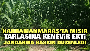 Kahramanmaraş'ta Mısır Tarlasına Kenevir Ekti Jandarmadan Kaçamadı