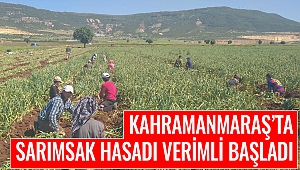 Kahramanmaraş’ta Sarımsak Hasadı Verimli Başladı
