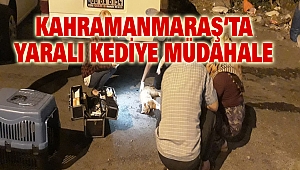 Kahramanmaraş’ta Yaralı Kediye Müdahale